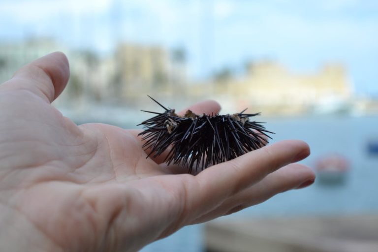 Ricci of zee-egels eten in de haven van Bari in Puglia