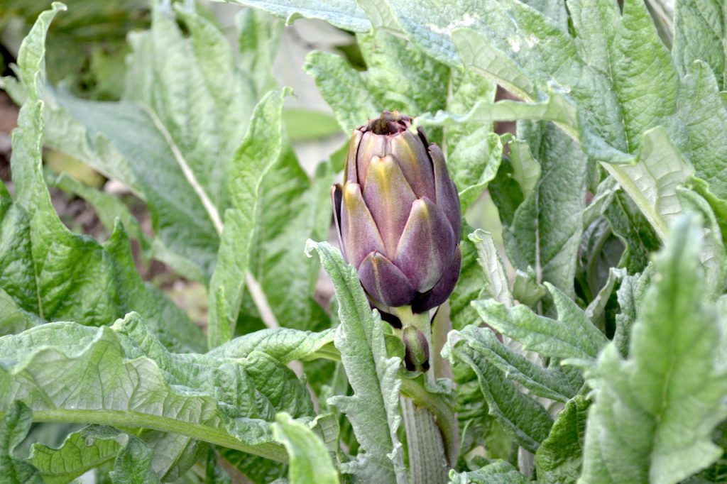 Artisjokkenplant in Puglia