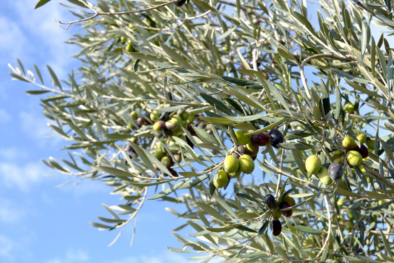 Olijven plukken in Puglia in het zuiden van Italië