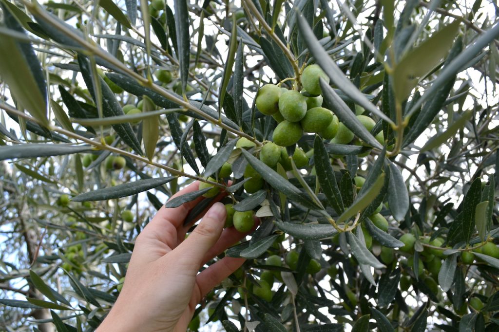 Olijven plukken in Puglia