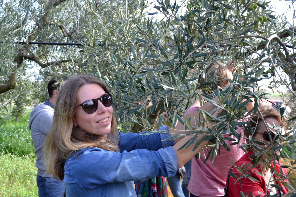 Olijven plukken in Puglia