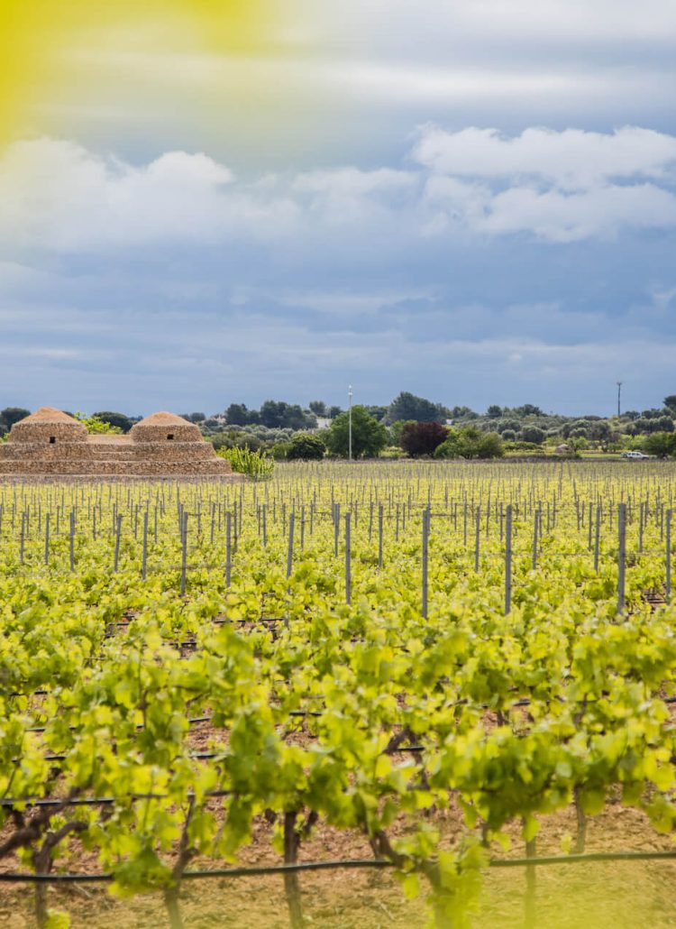 Vakantie in een Wine Resort in Puglia