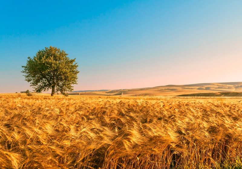 Landschap in Puglia, iStock/vololibero